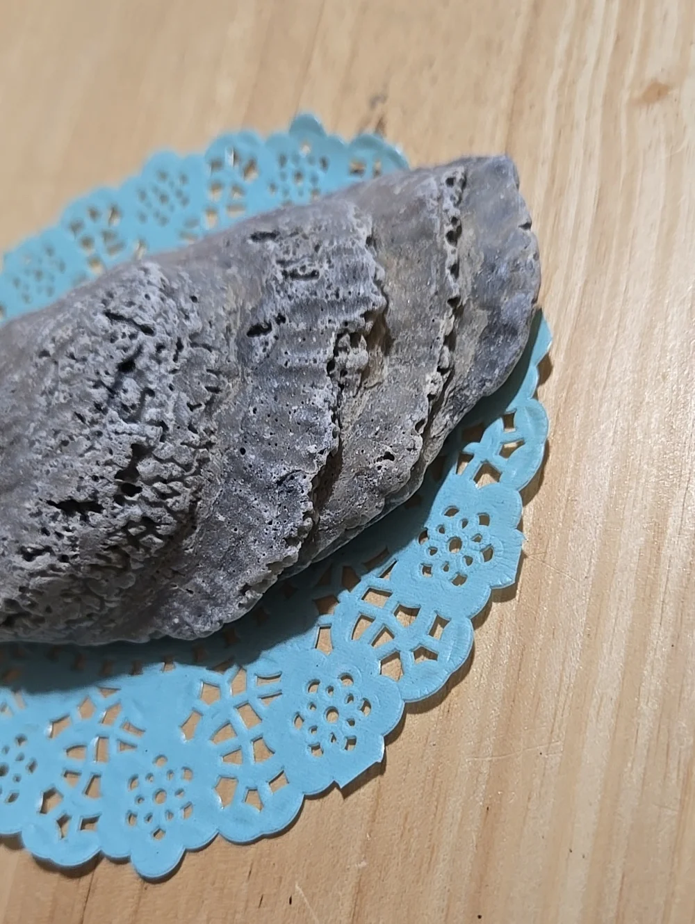 Shell Real Natural Gray Reptile Hideout  Decorative Shelter for Pets Or Decor